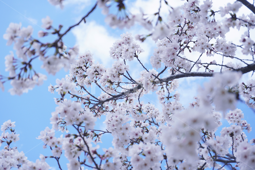 벚꽃,cherryblossom,plant,식물,flower,꽃