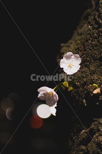 plant,식물,blossom,geranium,제라늄,flower,꽃,벚꽃,cherryblossom,night,밤,보케,bokeh,depthoffield,tree,나무,흰색,white
