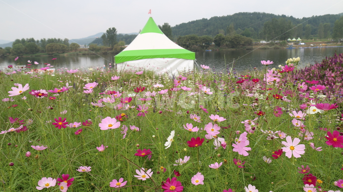 코스모스,식물,꽃,축제,풍경,소풍,가을,계절,fall,autumn,season,식물,자연,plants,nature,꽃,flower