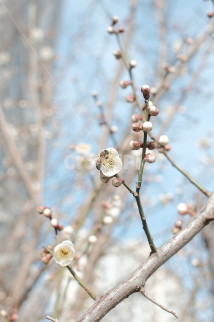 봄,꽃,꿀벌,꽃나무,계절,나무,봄,계절,spring,season,식물,자연,plants,nature,꽃,flower,plant,blossom