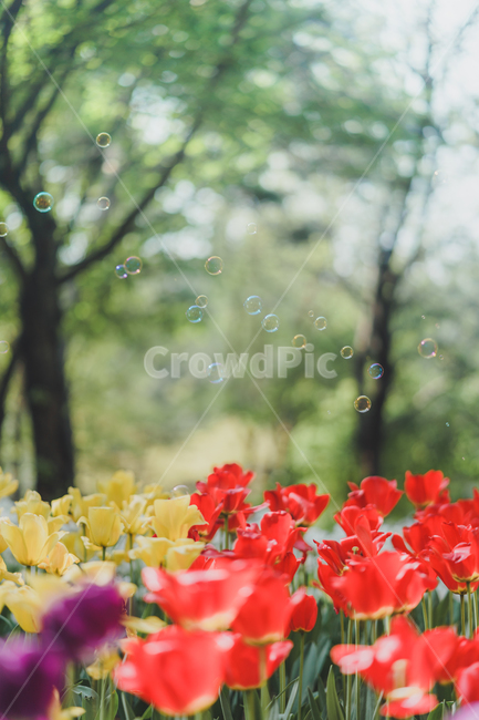 자연,꽃,tulip,튤립,튤립꽃,식물,자연,plants,nature,꽃,flower