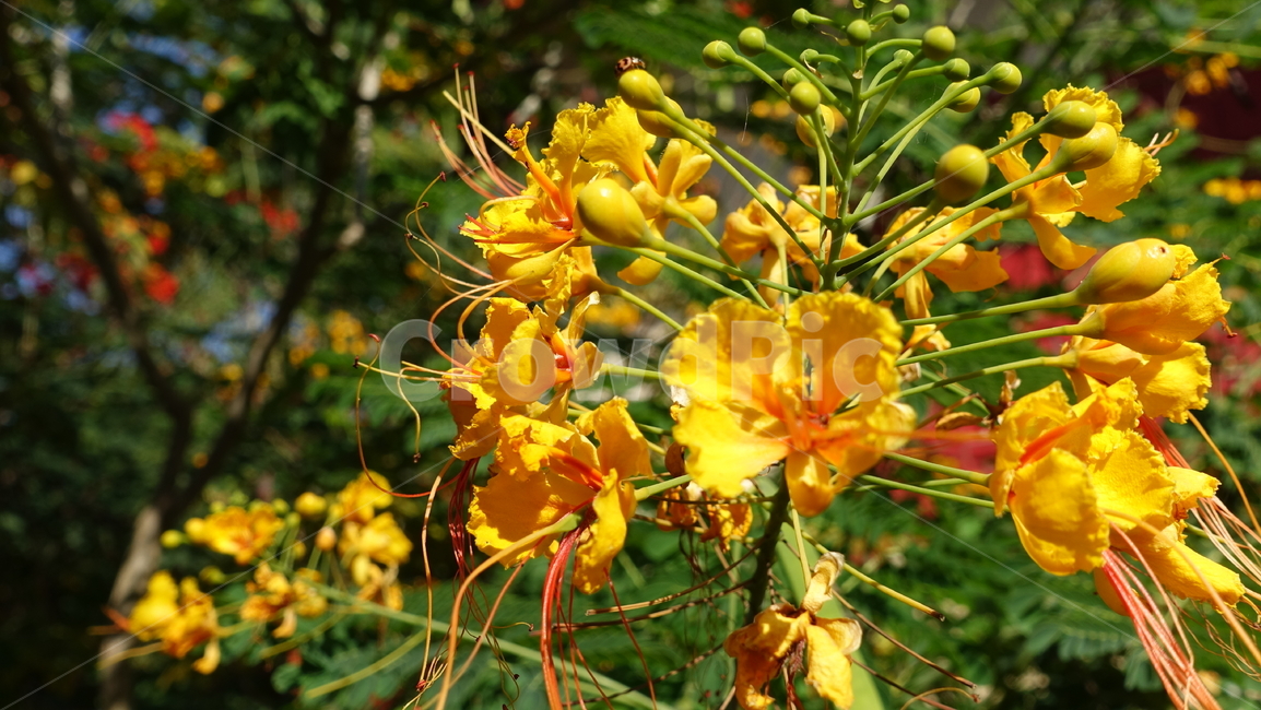 flower,tropic,plant,summer,여름,꽃,꽃송이,blossom,열대,식물,야외,outdoor,green,초록