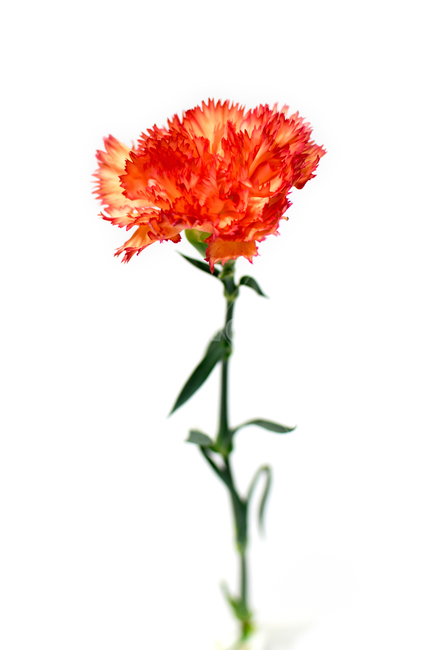 카네이션,carnation,꽃,어버이날,스승의날,가정의달,가족,기념일,축하,감사,이벤트,사랑,식물,시즌,스튜디오촬영,클로즈업,closeup,흰색배경,누끼,주황색,꽃,flower,가족,패밀리,family,기념일,축하,anniversary,congratulation,celebrate,celebration,교육,학교,공부,education,learning,study,school