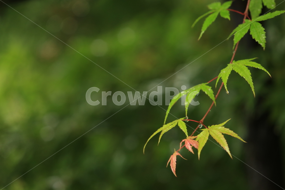 비,소경,풍경,비오는날,비오는소경,rain,식물,자연,plants,nature