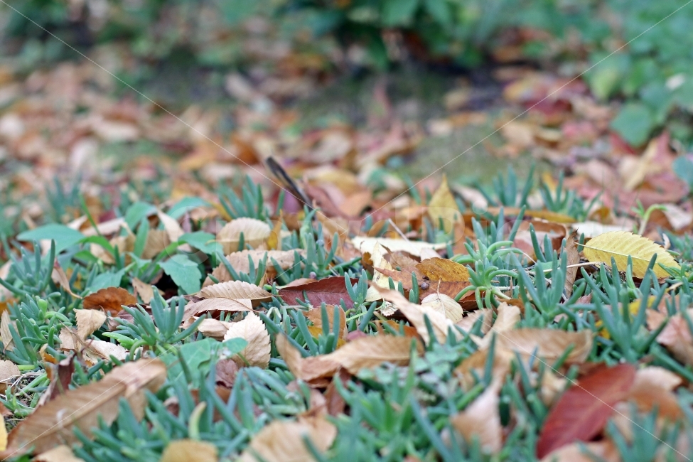잡초,풀,초록,낙엽,가을,자연,가을산,계절,가을,계절,fall,autumn,season,식물,자연,plants,nature,leaf,잎,plant,ground,바닥