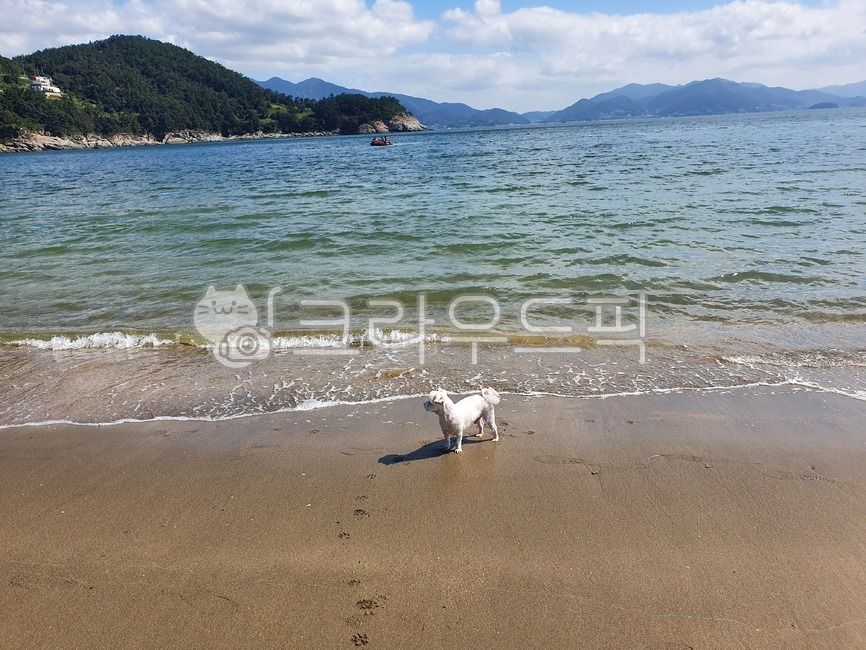 바다,강아지,파도,산과바다,바다구름