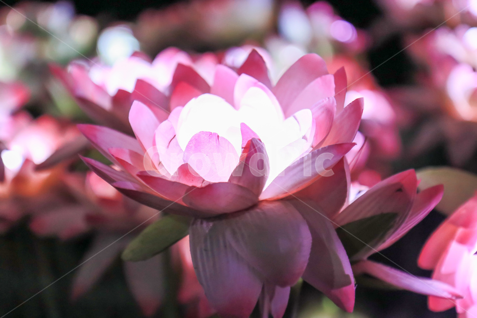 plant,식물,blossom,flower,꽃,led,밝은,빛,색,색감,핑크,어둠,검정,흰색,color,pink,black,white,행복,happy