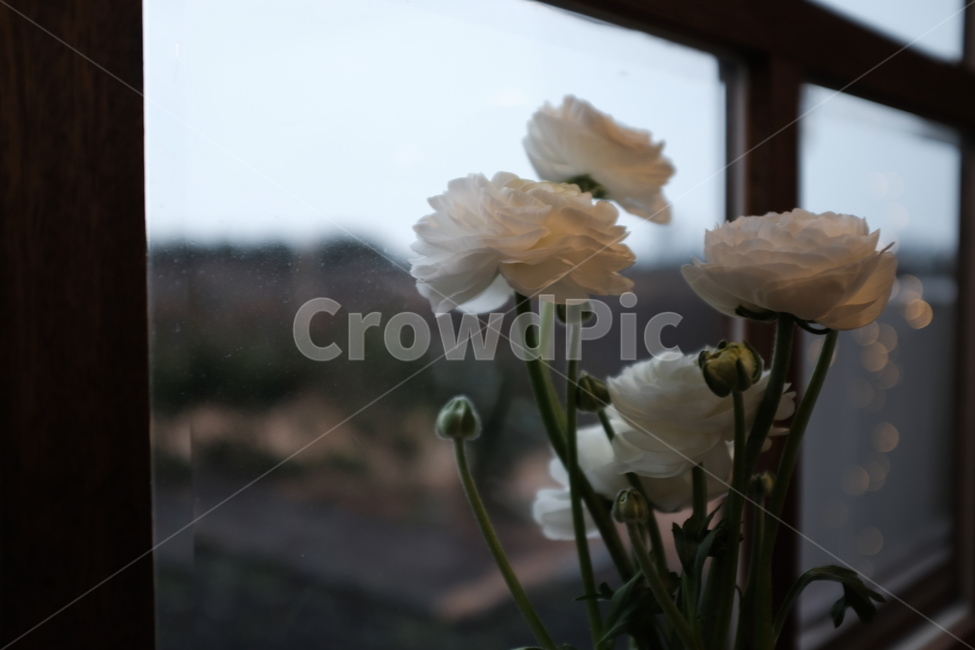 plant,식물,flower,blossom,꽃