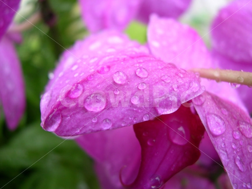꽃,물방울,식물,이슬,자연,물,flower,nature,식물,자연,plants,nature,꽃,flower