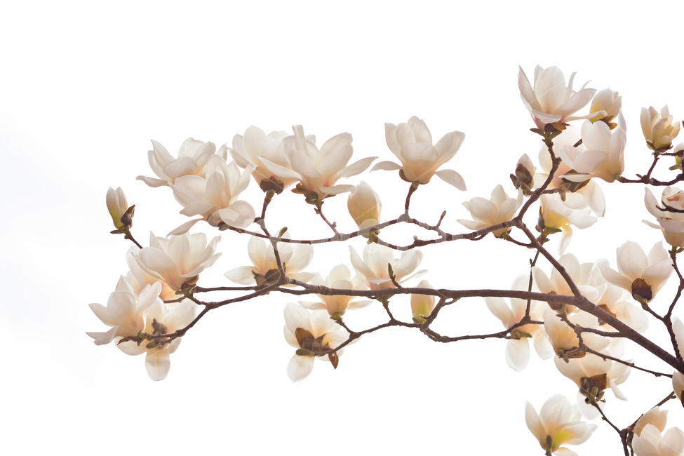 white flower,flowers,Nukki,Spring background,magnolia tree,magnolia flower,april,springflowers,spring flowers,magnolia,White,petal,white,tree flower,chastity,elegant