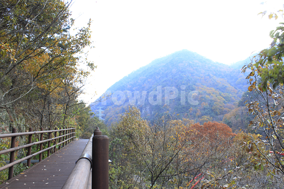 단풍,낙옆,가을,다채로운,배경,산,등산,등산로,풍경