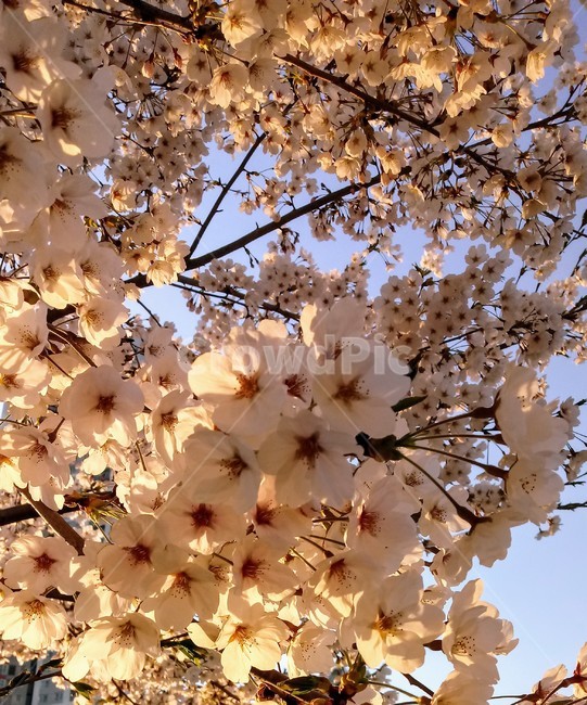 벚나무,나무,식물,봄꽃,벚꽃,자연,cherryblossom,옥외