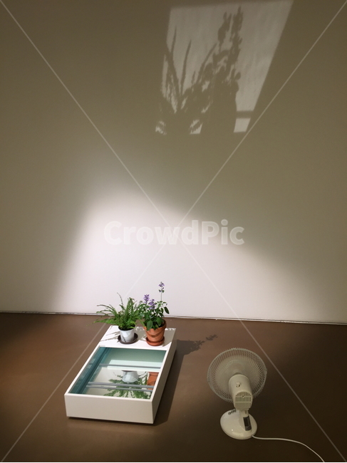 그림자,shedow,꽃,산들산들,바람,브라운,brown,begie