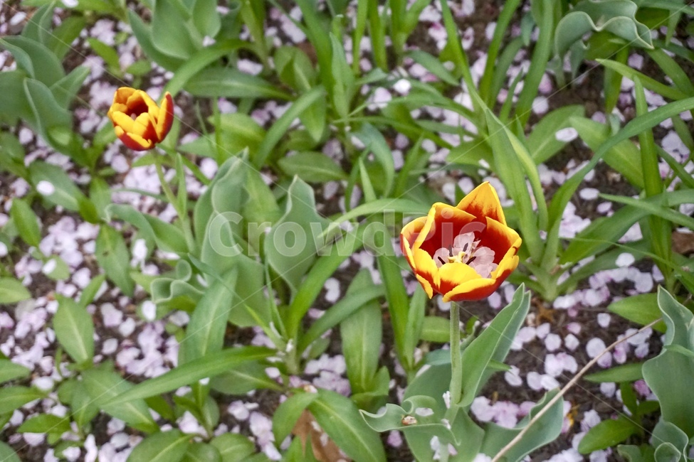 남산,꽃잎,꽃,튤립,벚꽃,봄,계절,spring,season,식물,자연,plants,nature,꽃,flower,plant,blossom