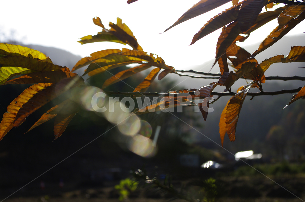 나무,가을,잎,식물,plant,밤나무,가을,계절,fall,autumn,season,leaf