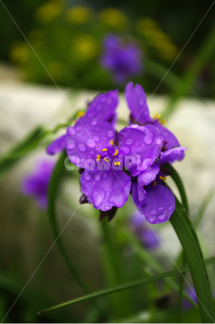 꽃,식물,flower,color,보라색,식물,자연,plants,nature,꽃,flower
