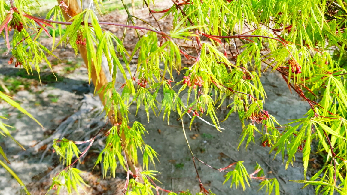 나뭇잎,늘어진나뭇잎,붉은나무,공원,가든,식물,자연,plants,nature