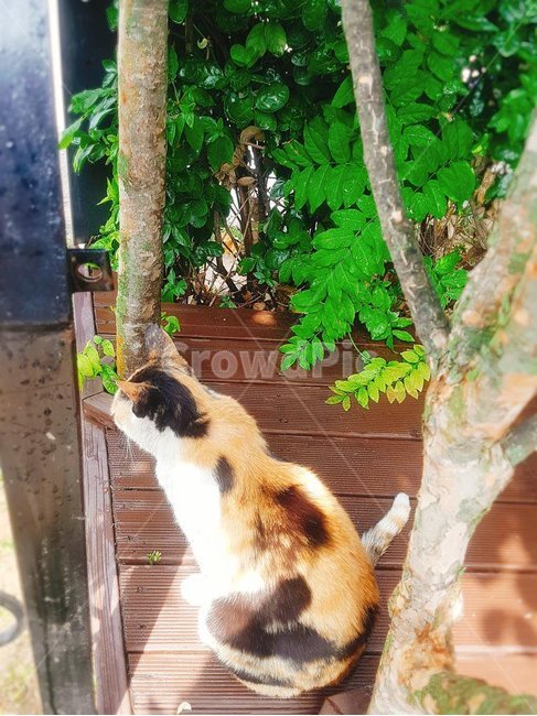 고양이,뒷모습,냥이,삼색이,동물,힐링,자연,cat,귀여움,야옹이