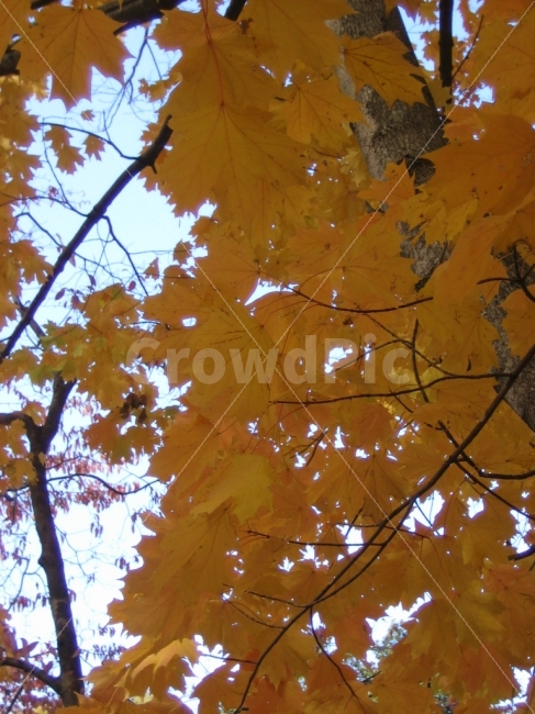 가을,여행,나무,노랑,하늘,애틀란타,가을,계절,fall,autumn,season,식물,자연,plants,nature,plant,leaf,잎,tree,maple,단풍