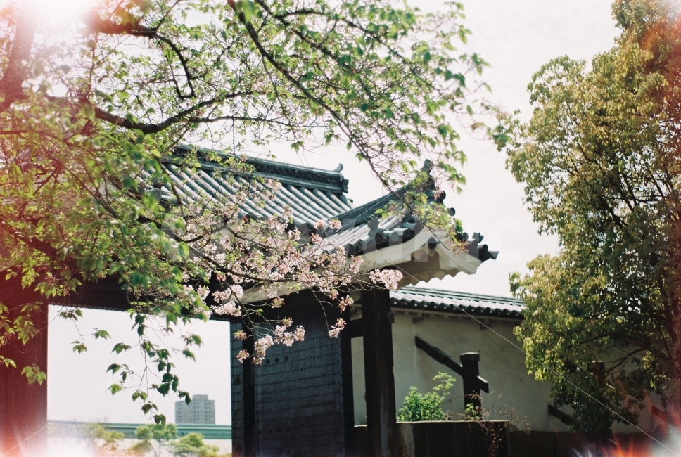 필름사진,일본,신사,오사카,Japan,Osaka,해외,외국,세계,foreign,oversea,world,종교,신앙,religion,belief,faith,감성,sensible,feeling