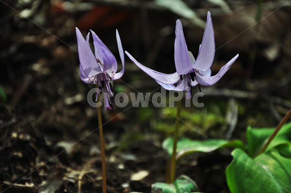얼레지,보라색,봄꽃,꽃,봄,계절,plant,식물,flower,blossom,야생화,들꽃,산꽃,식물,자연,plants,nature,꽃,flower