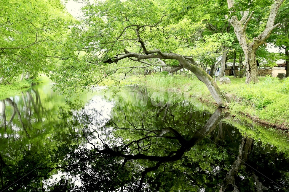 장산숲,작은숲,드라마촬영지,연꽃연못,고성장산숲