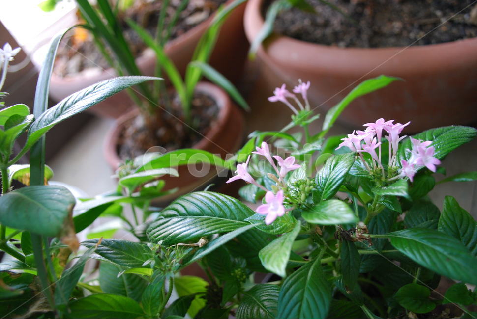 꽃,자연,봄,분홍색,화사한,식물,자연,plants,nature,꽃,flower