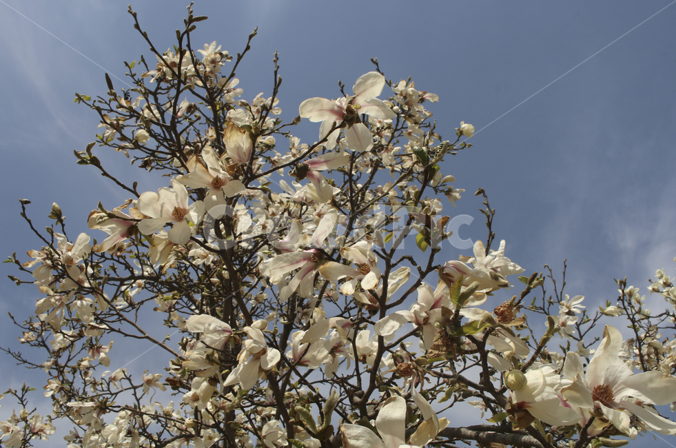 plant,식물,flower,blossom,꽃,목련,백목련,흰꽃,하얀꽃,봄꽃,spring,봄,white,whiteflower