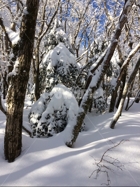 한라산,설산,제주,제주도,눈꽃,나무,겨울,겨울,계절,winter,season