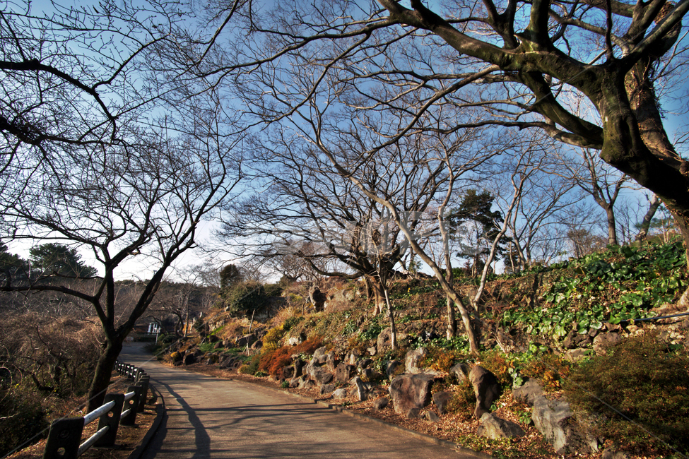 고목,겨울,풍경,산책로,계절,자연,도로,겨울,계절,winter,season,자연,풍경,nature,landscape,asphalt,아스팔트,tree,나무,plant,식물