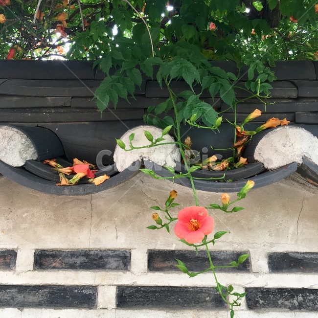한옥,기와,꽃,전통,여름