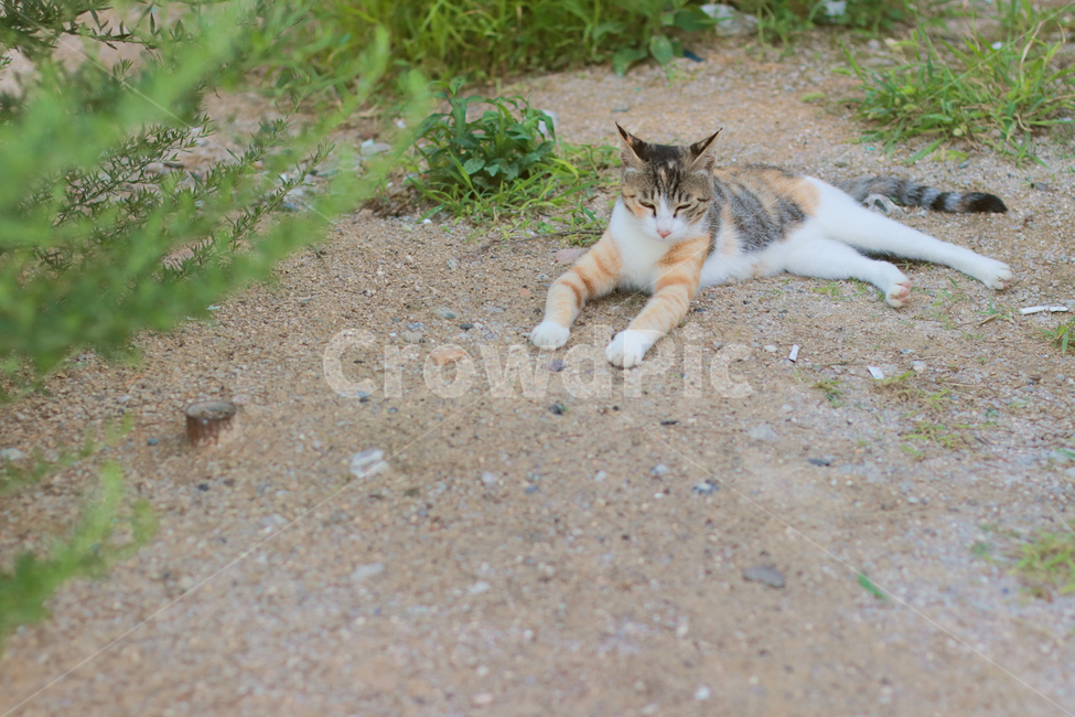 고양이,pet,animal,동물,cat,맨땅,귀여움,cute,길고양이,동물,animal,포유류,mammal,고양이,cat,kitten,kitty