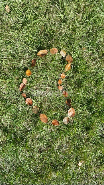 나뭇잎,하트,사랑,love,잔디,가을,계절,fall,autumn,season,감정표현,기분,feeling,emotion,plant,식물