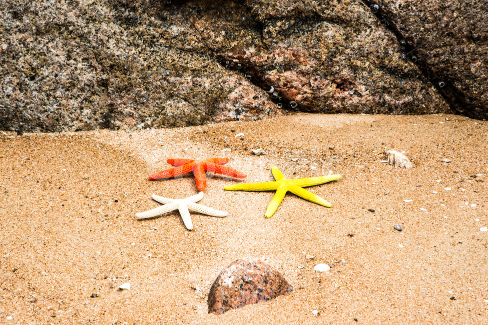 불가사리,해변,모래,휴가,문양,휴양,여름,바다,바닷가,해변,바다,beach,sea