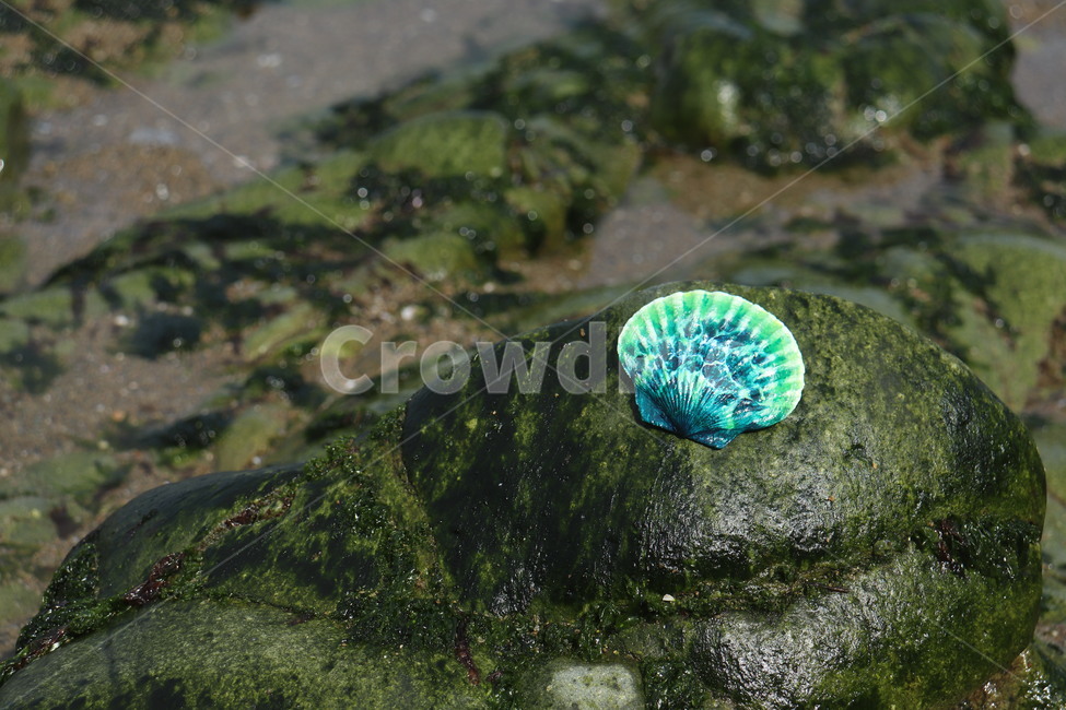 조개,조개껍데기,껍데기,바다,돌,해변,돌맹이,clam,beach,rock,시원한,이끼,초록색,초록,sealife,해양생물