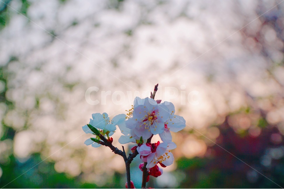 벚꽃,봄,나들이,꽃,나무,봄날,봄,계절,spring,season,식물,자연,plants,nature,꽃,flower,감성,sensible,feeling,plant