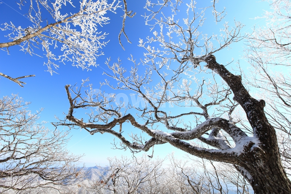 한국,강원도,평창,오대산,상고대,겨울,겨울산,등산,겨울나무,나무,국립공원,오대산국립공원,풍경,풍경사진,Korea,Gangwondo,Pyeongchanggun,landscape,평창동계올림픽,겨울,계절,winter,season,식물,자연,plants,nature,나무,trees,wood