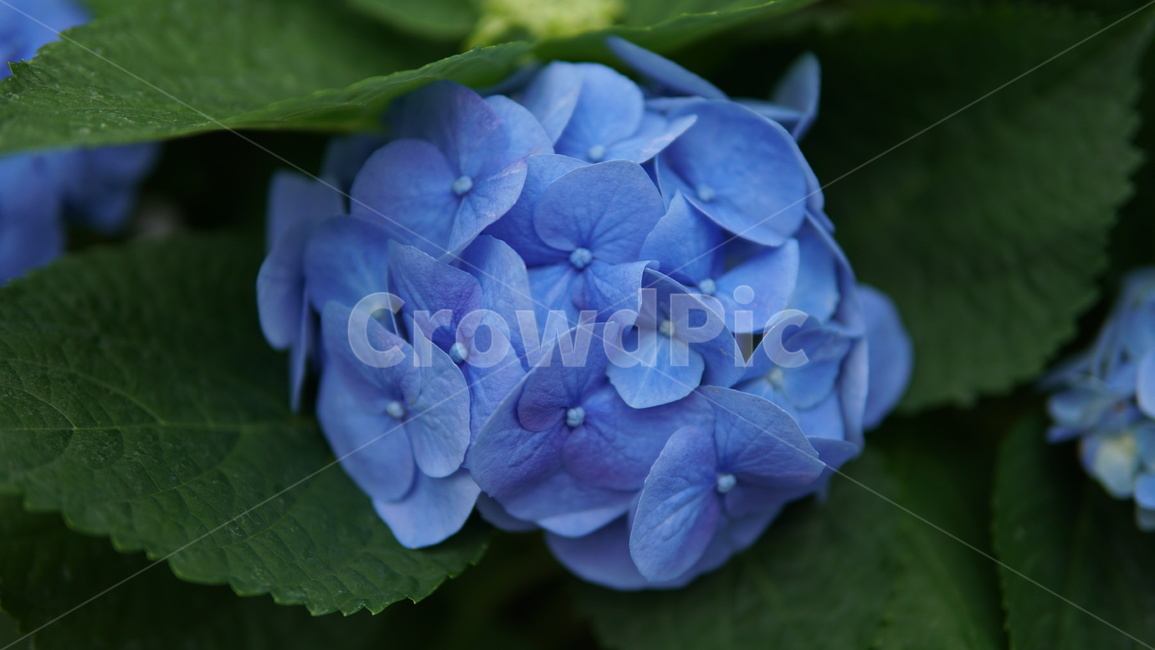 수국,파란색,꽃,여름,계절,여름,계절,summer,season,식물,자연,plants,nature,꽃,flower,geranium,제라늄,blossom,plant