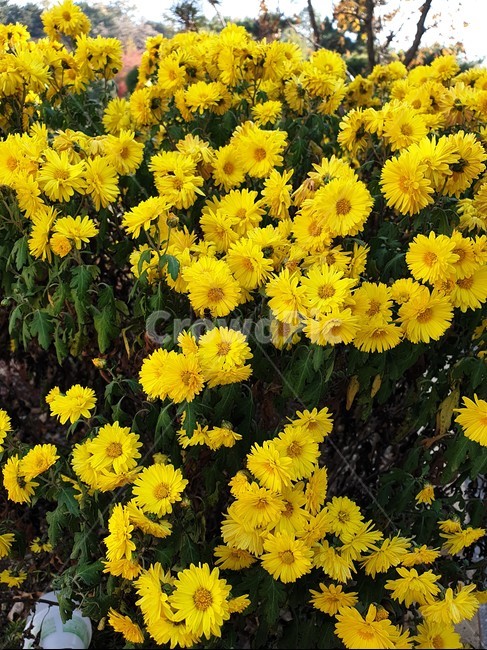 식물,flower,꽃,노란색,자연,식물,자연,plants,nature,꽃,flower