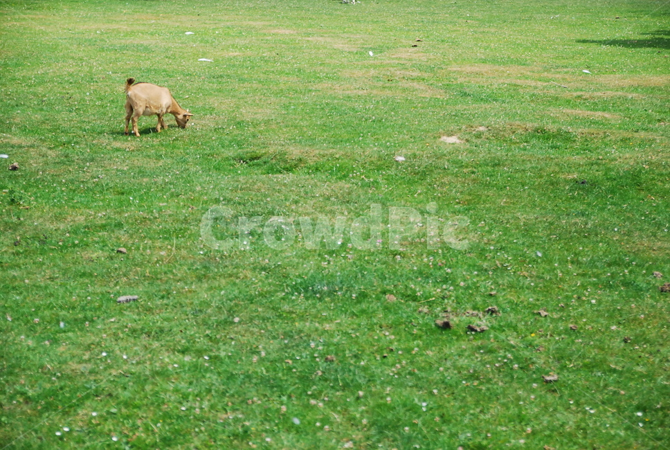 염소,plant,grass,outdoors,grassland,nature,field,동물,animal,포유류,mammal