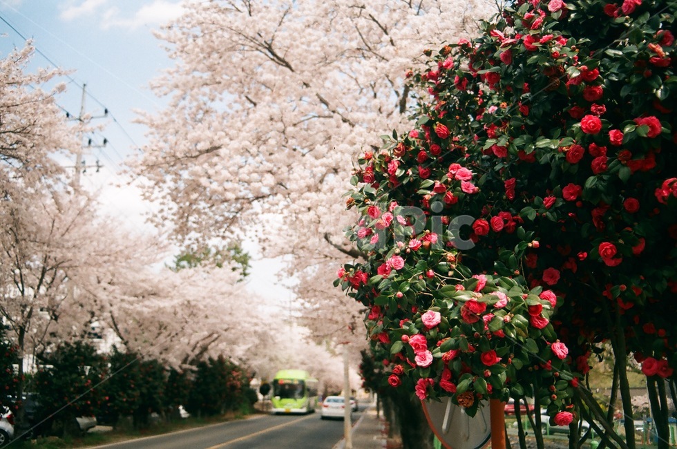 동백,벚꽃,꽃,봄,꽃길,봄,계절,spring,season,plant,식물,flower,blossom