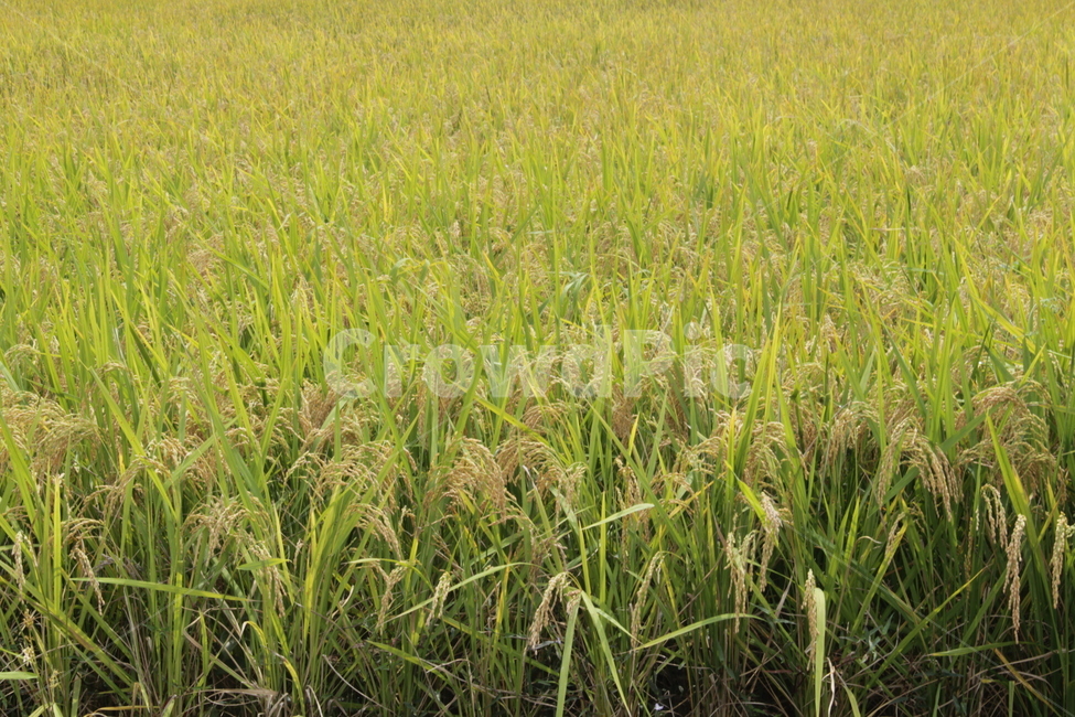 nature,자연,들,벼,가을,논,grassland,농업,농사,agriculture,farming,farming industry