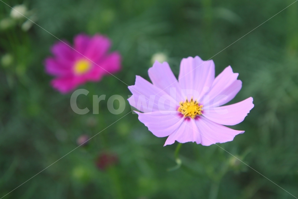 꽃,코스모스,코스모스꽃말,수줍은소녀,살사리꽃,고향,향수,소풍,피크닉,picnic,cosmos,flower,pink,white,들꽃,하늘하늘,여린,연약한,감성적인,아름다운,감성사진,풍경사진,한국여행,가을소풍,봄소풍,가을여행,국내여행,꽃사진,들판,청순함,청초한,부드러운,기분좋은,가을,계절,fall,autumn,season,식물,자연,plants,nature,꽃,flower,감성,sensible,feeling,plant,blossom,daisy,데이지,daisies