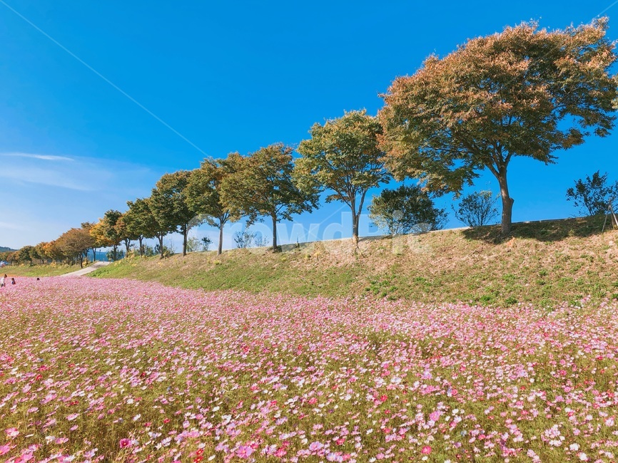 나무,코스모스,풍경,옥외,outdoors