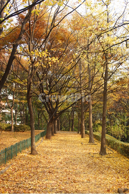 자연,풍경,landscape,nature,휴식,rest,season,가을,은행잎,산책로,산책,남산,namsan,서울,가을풍경,힐링