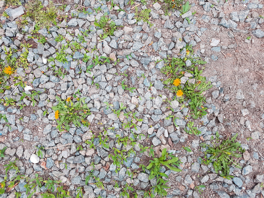 마당,자갈,민들레,들꽃,땅,식물,자연,plants,nature
