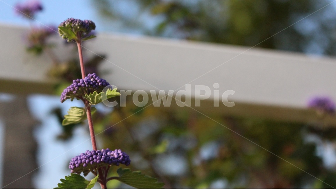 꽃,자연,아웃포커스,감성,보라색꽃,식물,자연,plants,nature,꽃,flower