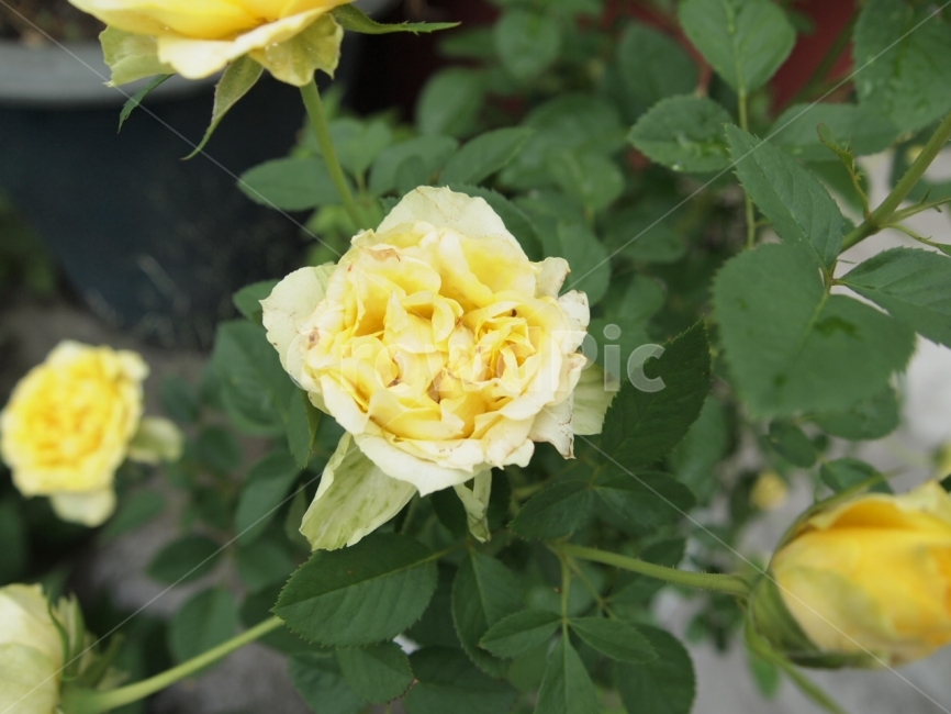 꽃,장미,노랑,자연,식물,식물,자연,plants,nature,꽃,flower