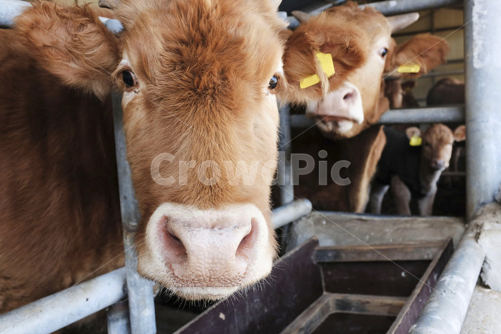 동물,포유류,소,황소,우사,animal,cattle,cow,mammal,가축,동물,animal,포유류,mammal