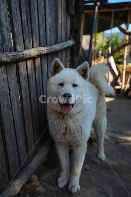 개,강아지,진돗개,시골,풍경,감성,동물,animal,포유류,mammal,개,강아지,dog,doggy